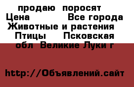 продаю  поросят  › Цена ­ 1 000 - Все города Животные и растения » Птицы   . Псковская обл.,Великие Луки г.